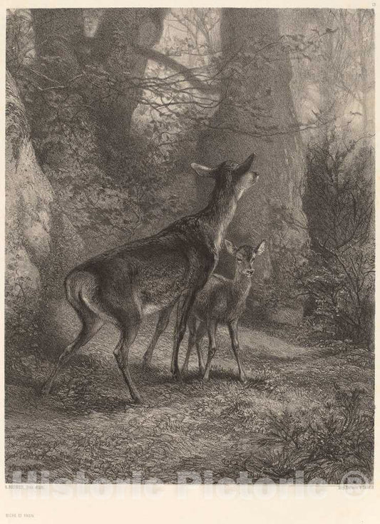Art Print : Karl Bodmer, Biche et Faon - Vintage Wall Art