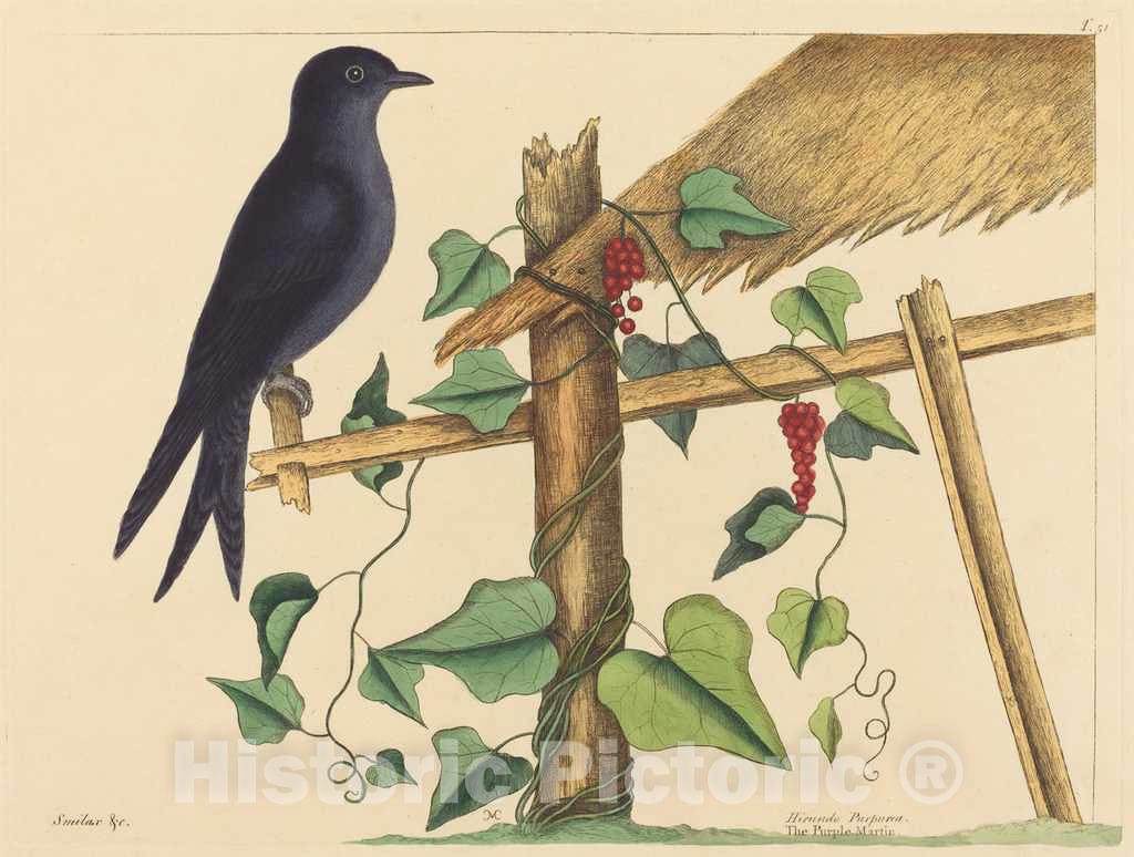 Art Print : Mark Catesby, The Purple Martin (Hirundo purpurea), 1731-1743 - Vintage Wall Art