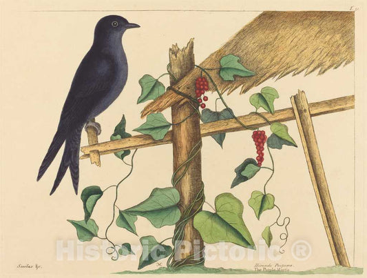 Art Print : Mark Catesby, The Purple Martin (Hirundo purpurea), 1731-1743 - Vintage Wall Art