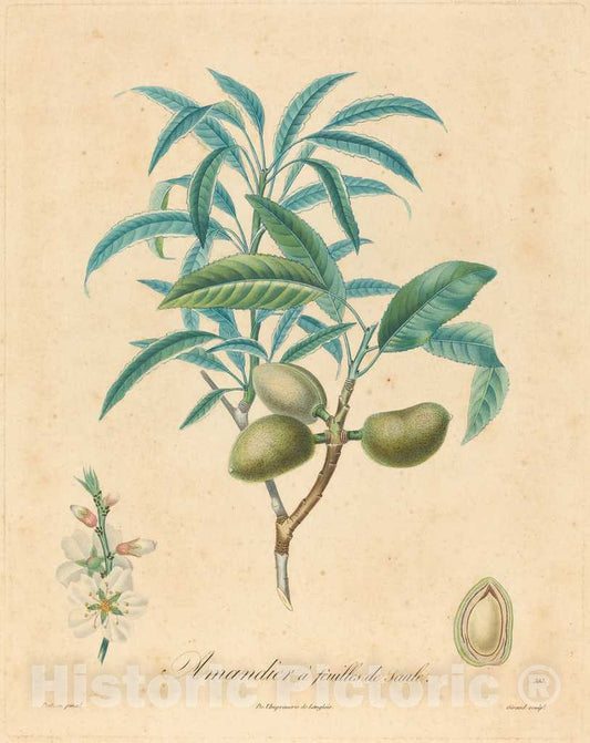 Art Print : A. Poiteau, Amandier a feuilles de saulle - Vintage Wall Art