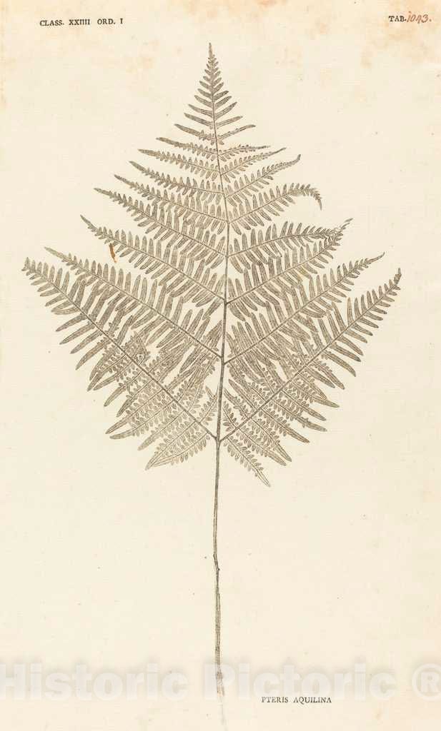 Art Print : Johann Hieronymus Kniphof, Pteris Aquilina, c.1761 - Vintage Wall Art