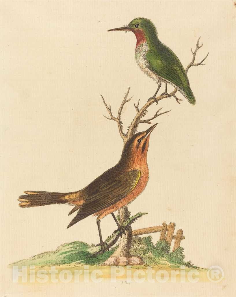 Art Print : George Edwards, Green Bird with Red Throat and Brown and Orange Bird - Vintage Wall Art