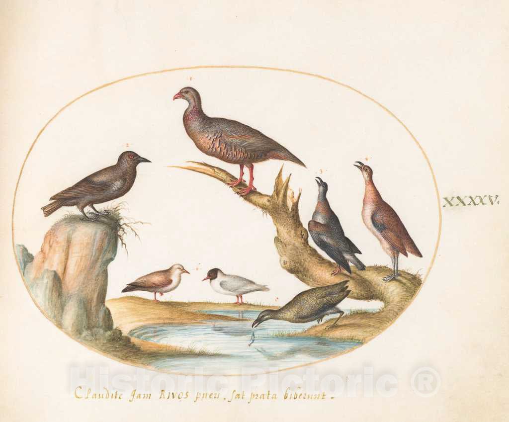 Art Print : Joris Hoefnagel, Animalia Volatilia et Amphibia (Aier): Plate XLV, c.1578 - Vintage Wall Art