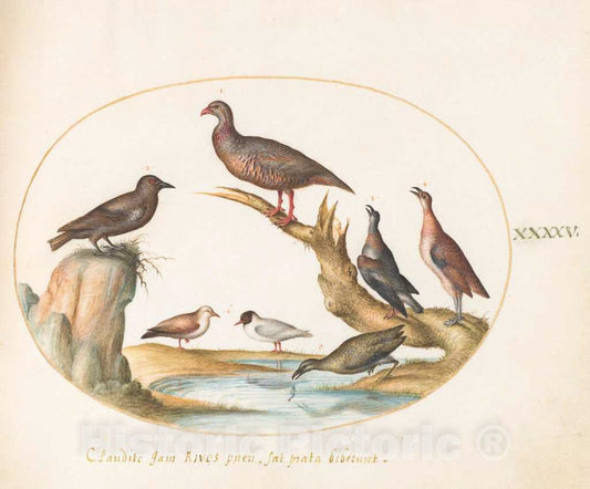 Art Print : Joris Hoefnagel, Animalia Volatilia et Amphibia (Aier): Plate XLV, c.1578 - Vintage Wall Art