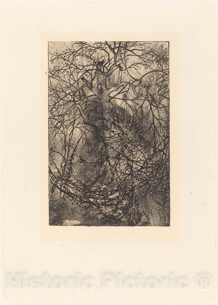 Art Print : Rodolphe Bresdin, Branches - Vintage Wall Art