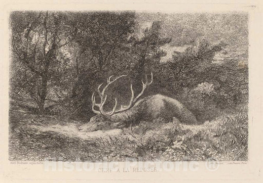 Art Print : Karl Bodmer, Cerf a la Reposee - Vintage Wall Art
