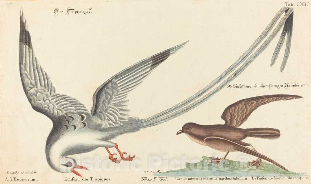 Art Print : Seligmann After Catesby, The Tropic Bird (Phaeton aethereus), c.1753 - Vintage Wall Art