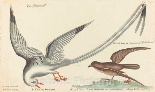 Art Print : Seligmann After Catesby, The Tropic Bird (Phaeton aethereus), c.1753 - Vintage Wall Art