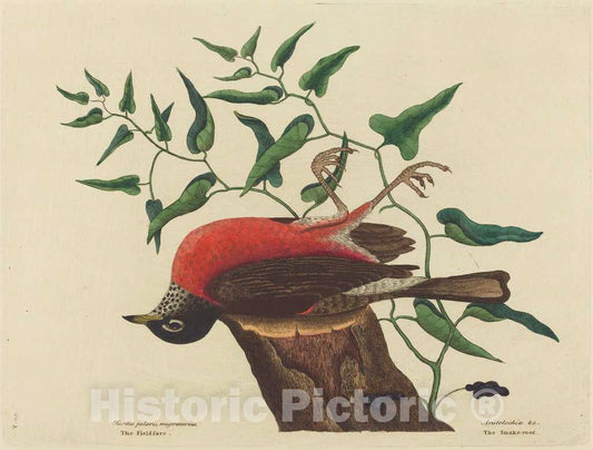 Art Print : Mark Catesby, The Fieldfare of Carolina (Turdus migratorius), 1731-1743 - Vintage Wall Art