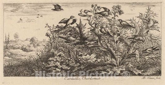 Art Print : Albert Flamen, Carduelis, The Goldfinch - Vintage Wall Art