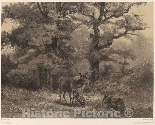 Art Print : Karl Bodmer, Cerfs au Gagnage - Vintage Wall Art
