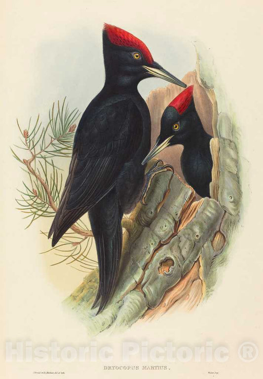 Art Print : Gould and H.C. Richter, Great Black Woodpecker (Dryocopus martius) - Vintage Wall Art