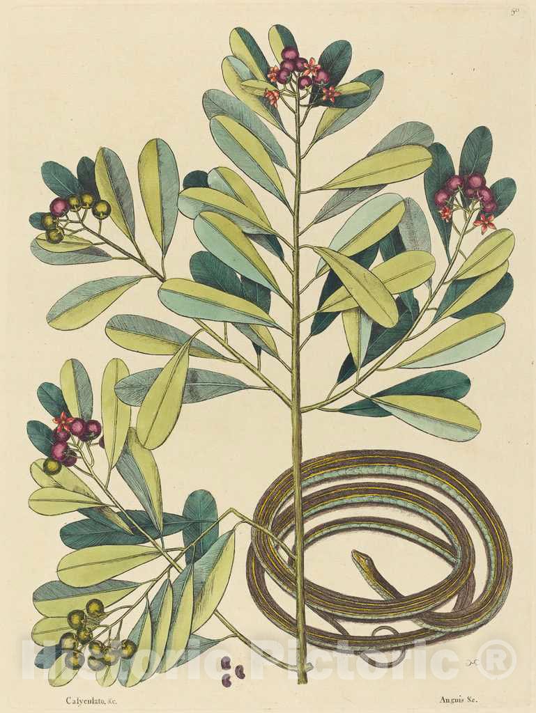 Art Print : Mark Catesby, The Ribbon Snake (Coluber saurita), 1731-1743 - Vintage Wall Art