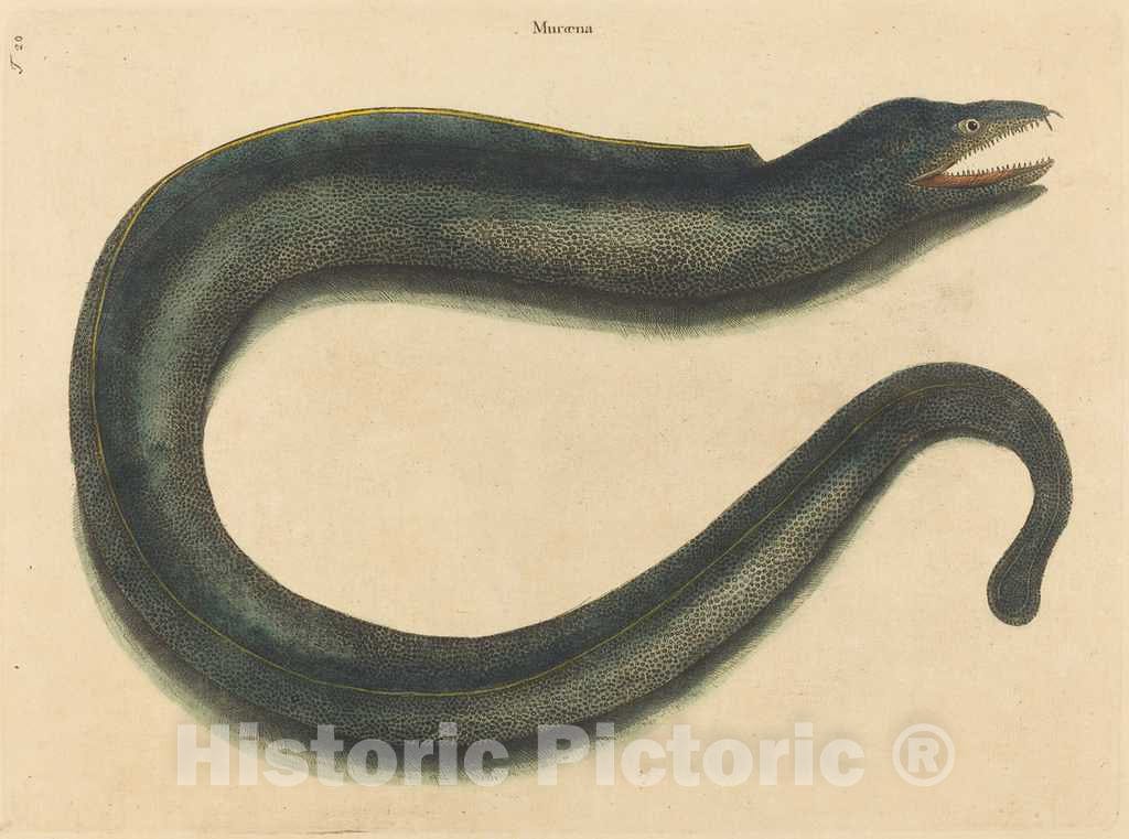 Art Print : Mark Catesby, The Muray (Muraena Helena), 1731-1743 - Vintage Wall Art