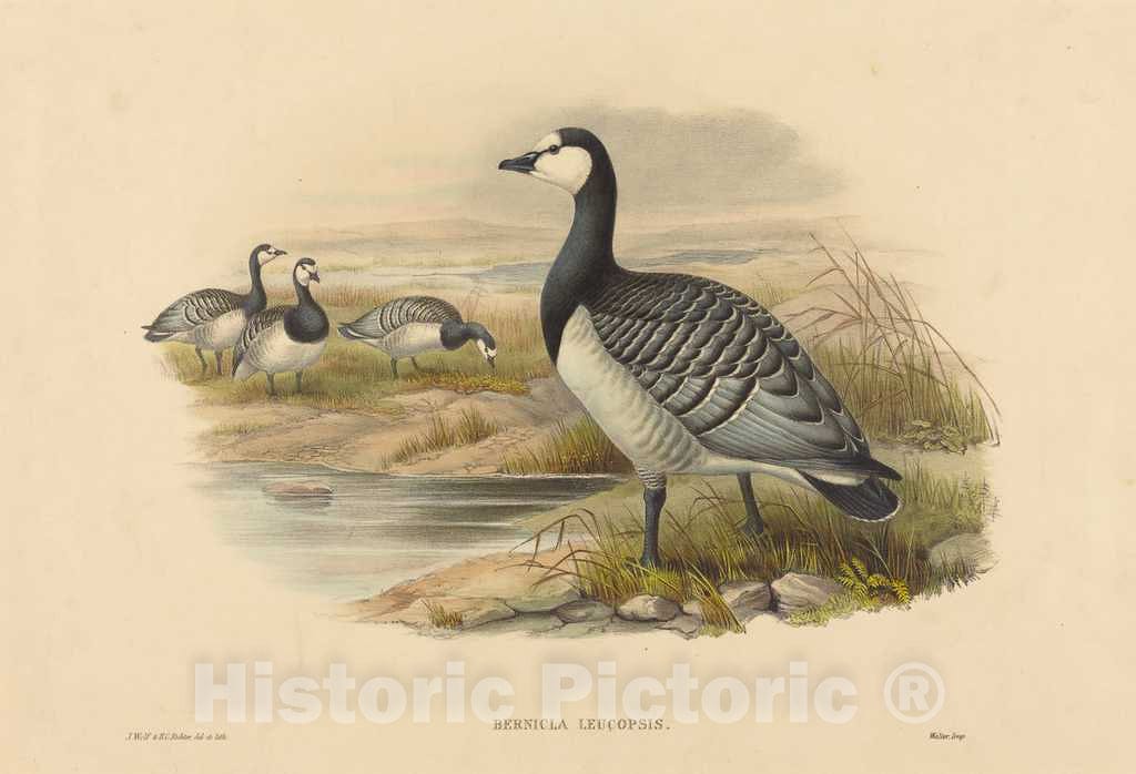 Art Print : Wolf and H.C. Richter, Barnacle Goose (Bernicla Leucopsis) - Vintage Wall Art