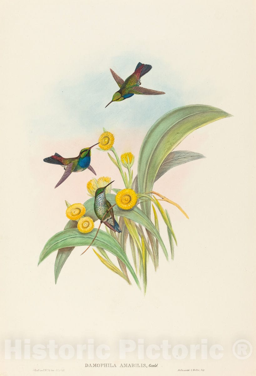 Art Print : Gould and H.C. Richter, Damophila amabilis (Blue-Breasted Hummingbird) - Vintage Wall Art