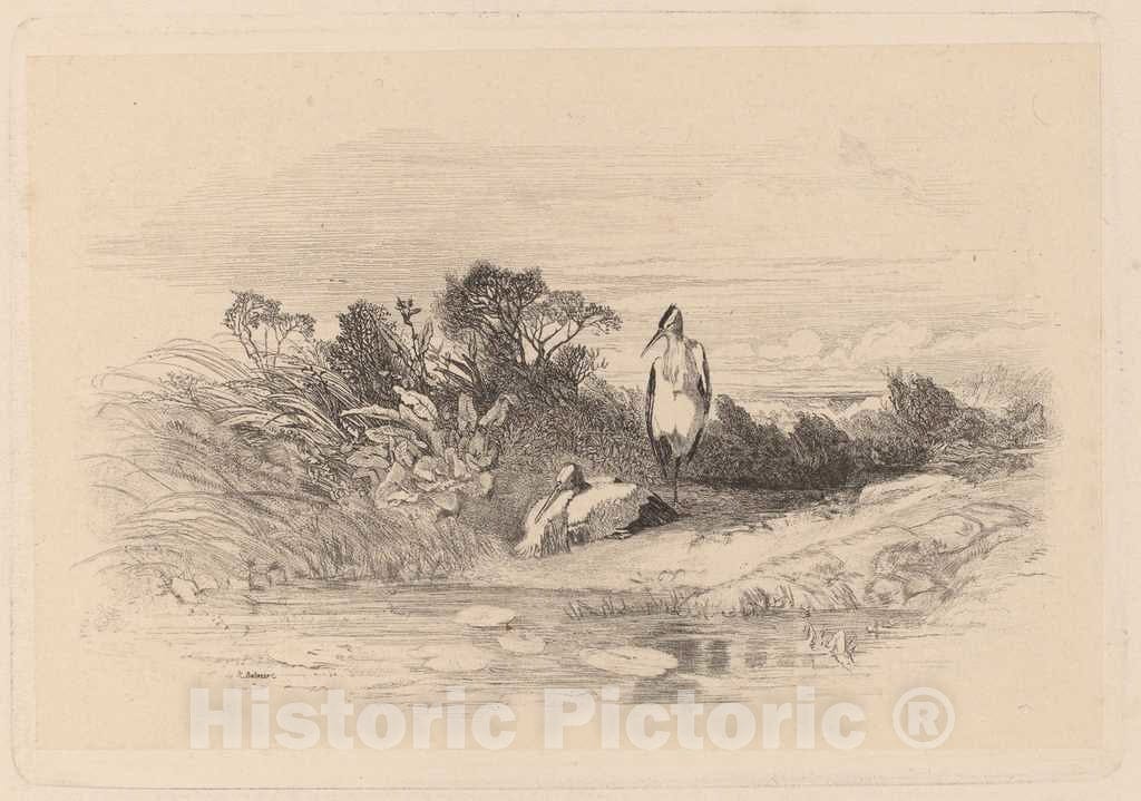 Art Print : Karl Bodmer, Herons - Vintage Wall Art