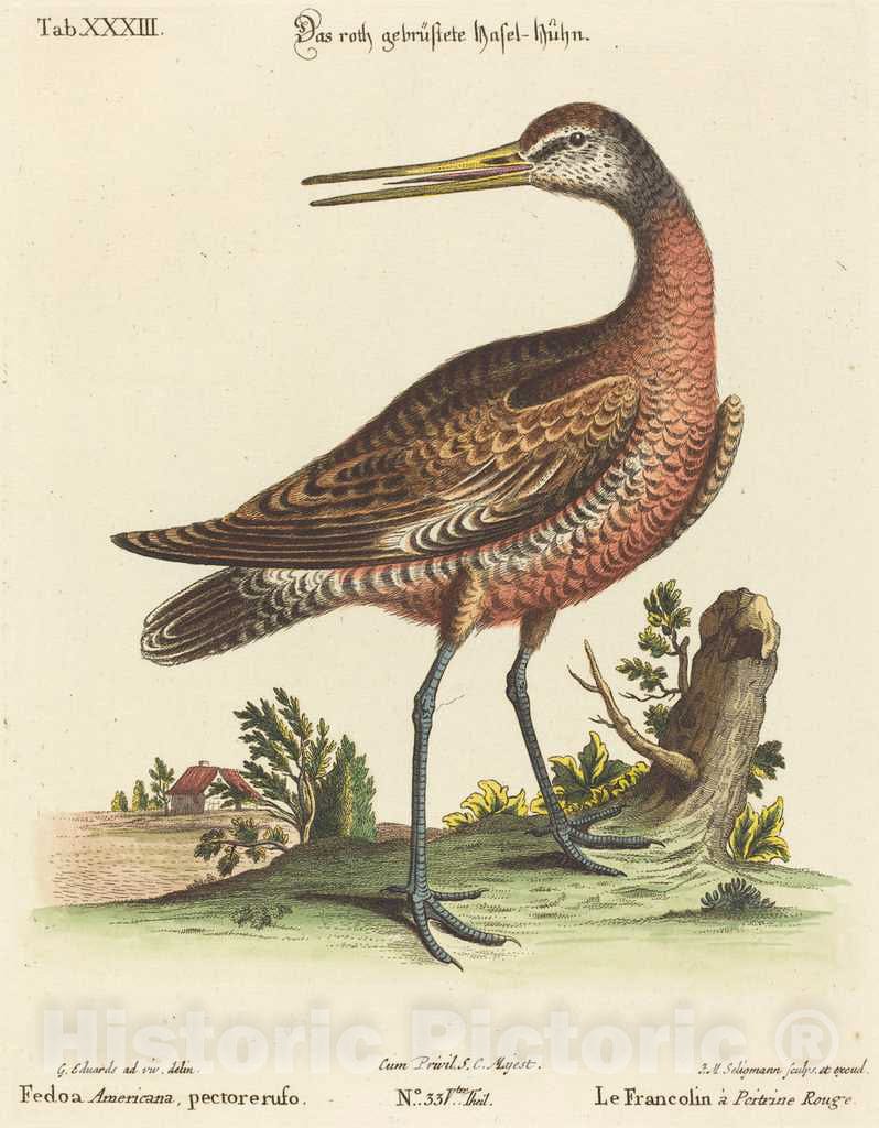 Art Print : Seligmann After Edwards, Fedoa Americana, pectore ruso - Vintage Wall Art