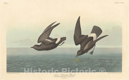Art Print : Havell After Audubon, Least Stormy Petrel, 1836 - Vintage Wall Art