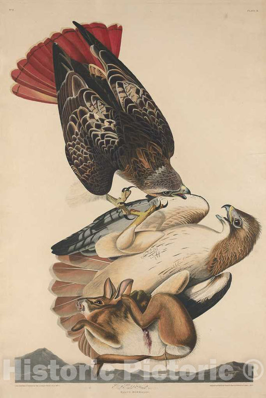 Art Print : Havell After Audubon, Red Tailed Hawk, 1829 - Vintage Wall Art
