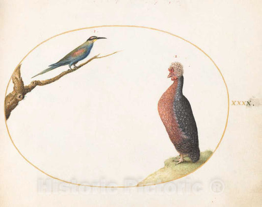 Art Print : Joris Hoefnagel, Animalia Volatilia et Amphibia (Aier): Plate XL, c.1578 - Vintage Wall Art