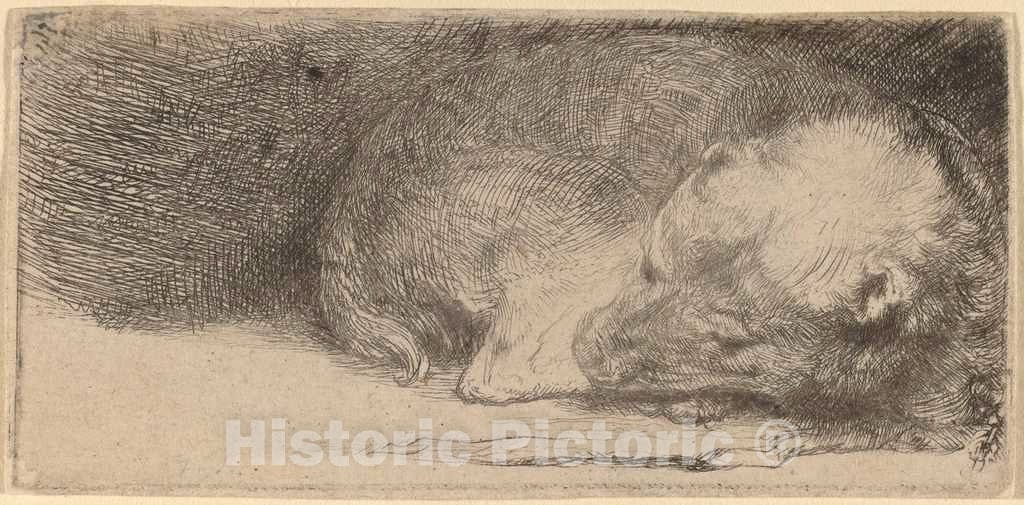 Art Print : Rembrandt, Sleeping Puppy, c. 1640 - Vintage Wall Art