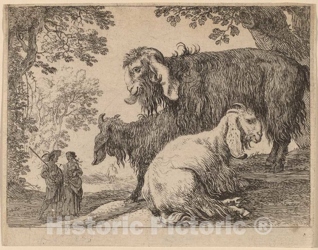 Art Print : Herman Van Swanevelt, Angora Sheep - Vintage Wall Art