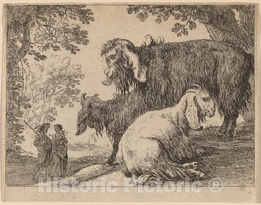 Art Print : Herman Van Swanevelt, Angora Sheep - Vintage Wall Art