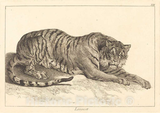 Art Print : Le Bas and Jean Eric Rehn After Oudry, Leopart (Leopard or Tiger) - Vintage Wall Art