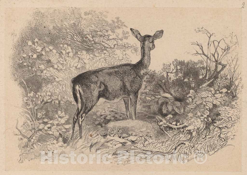 Art Print : Karl Bodmer, Une biche - Vintage Wall Art