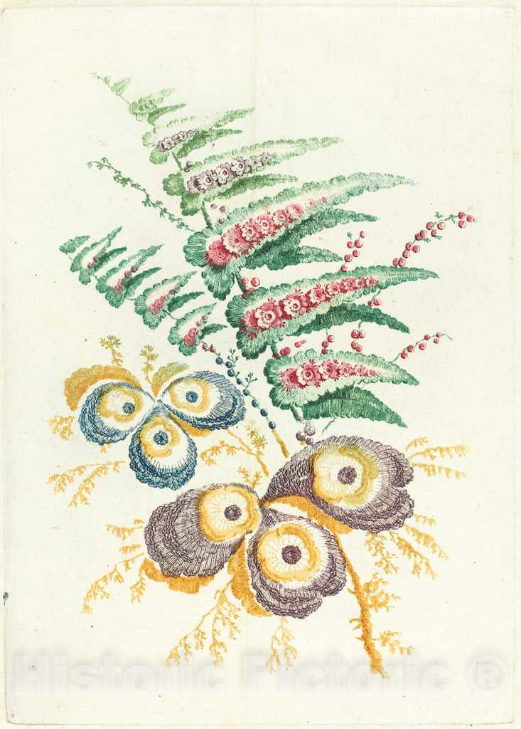 Art Print : Allen After Pillement, Fantastic Flowers with Oyster-Shell Blossoms, c. 1795 - Vintage Wall Art
