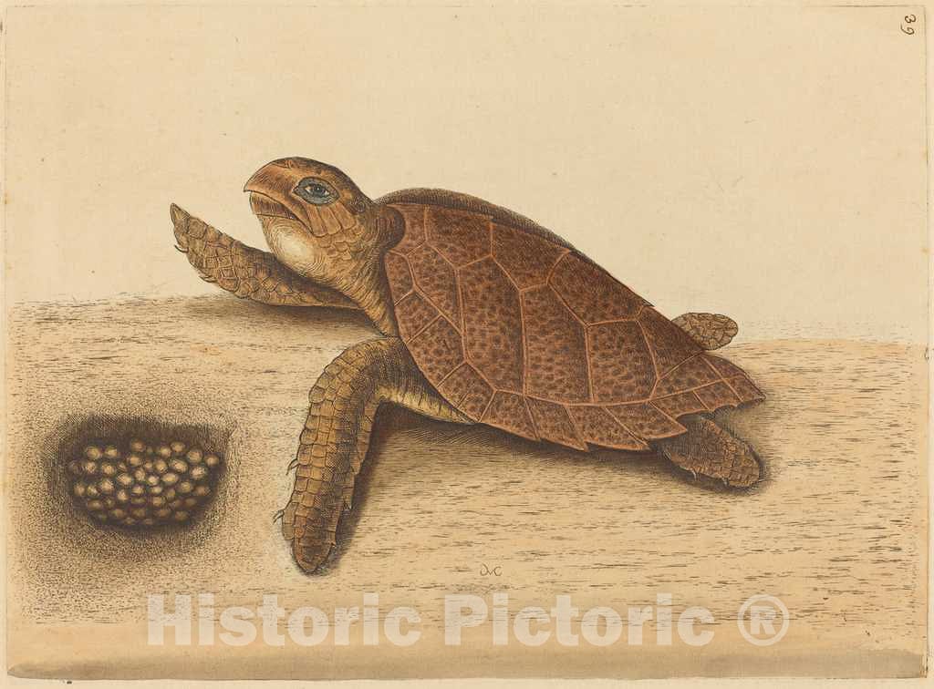 Art Print : Mark Catesby, The Hawks-Bill Turtle (Testudo caretta), 1731-1743 - Vintage Wall Art