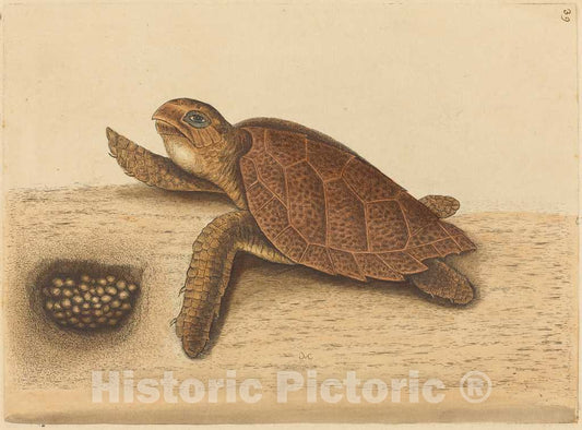Art Print : Mark Catesby, The Hawks-Bill Turtle (Testudo caretta), 1731-1743 - Vintage Wall Art