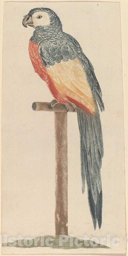 Art Print : Johann Teyler, Parrot, c.1685 - Vintage Wall Art
