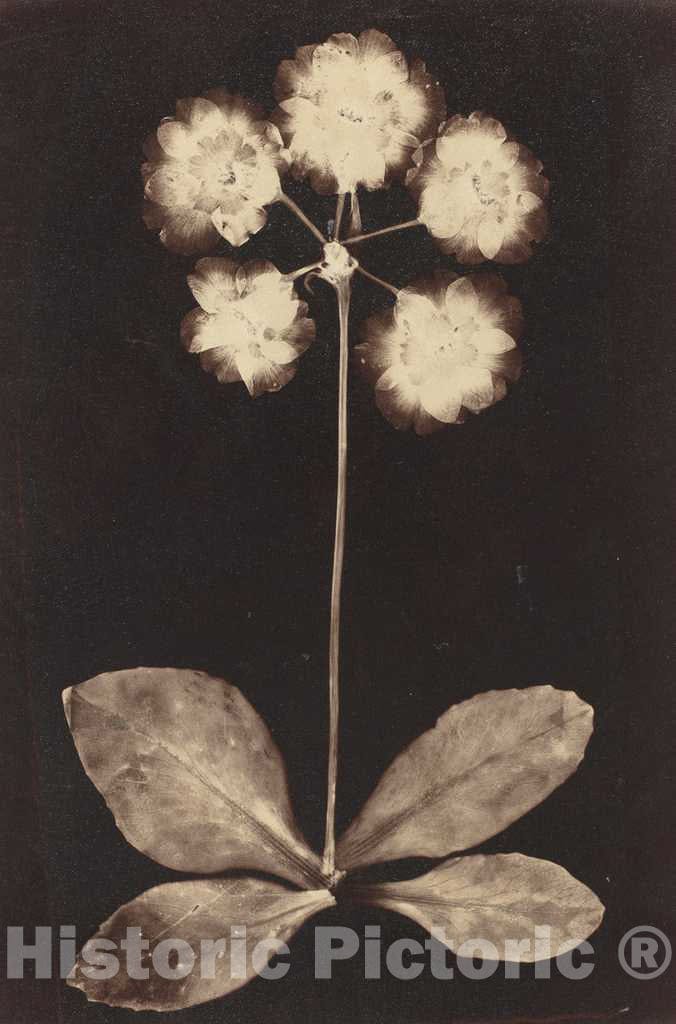 Art Print : Botanical Photogram, 1860s - Vintage Wall Art