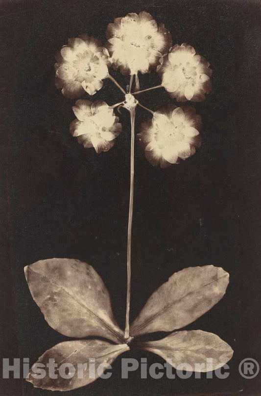 Art Print : Botanical Photogram, 1860s - Vintage Wall Art