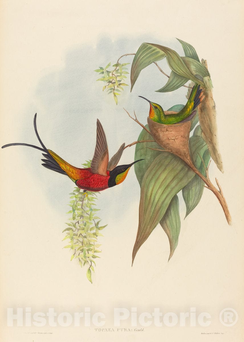 Art Print : Gould and H.C. Richter, Topaza pyra (Fairy Topaz) - Vintage Wall Art