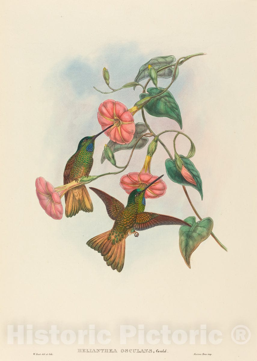 Art Print : Hart, Helianthea osculans (Buff-Tailed Star-Frontlet) - Vintage Wall Art
