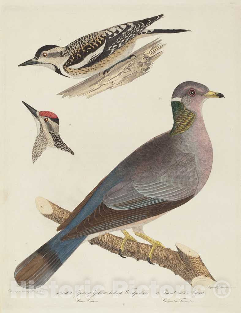 Art Print : Lawson After Titian Ramsay Peale, Young Yellow-Bellied Woodpeckers and Band-Tailed Pigeon - Vintage Wall Art