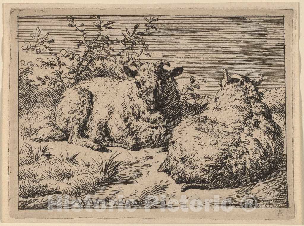 Art Print : Adriaen Van de Velde, Two Recumbent Sheep, 1670 - Vintage Wall Art
