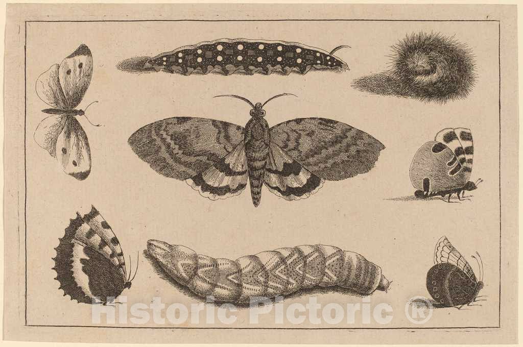 Art Print : Wenceslaus Hollar, Three Caterpillars, a Moth, and Four Butterflies - Vintage Wall Art
