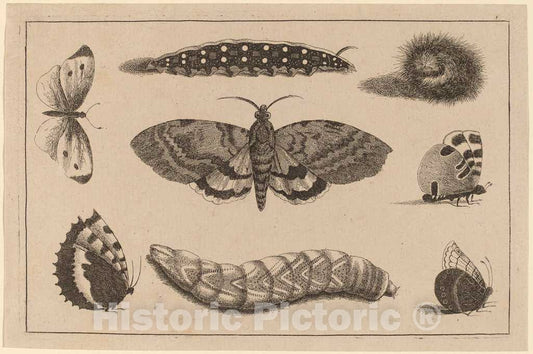 Art Print : Wenceslaus Hollar, Three Caterpillars, a Moth, and Four Butterflies - Vintage Wall Art