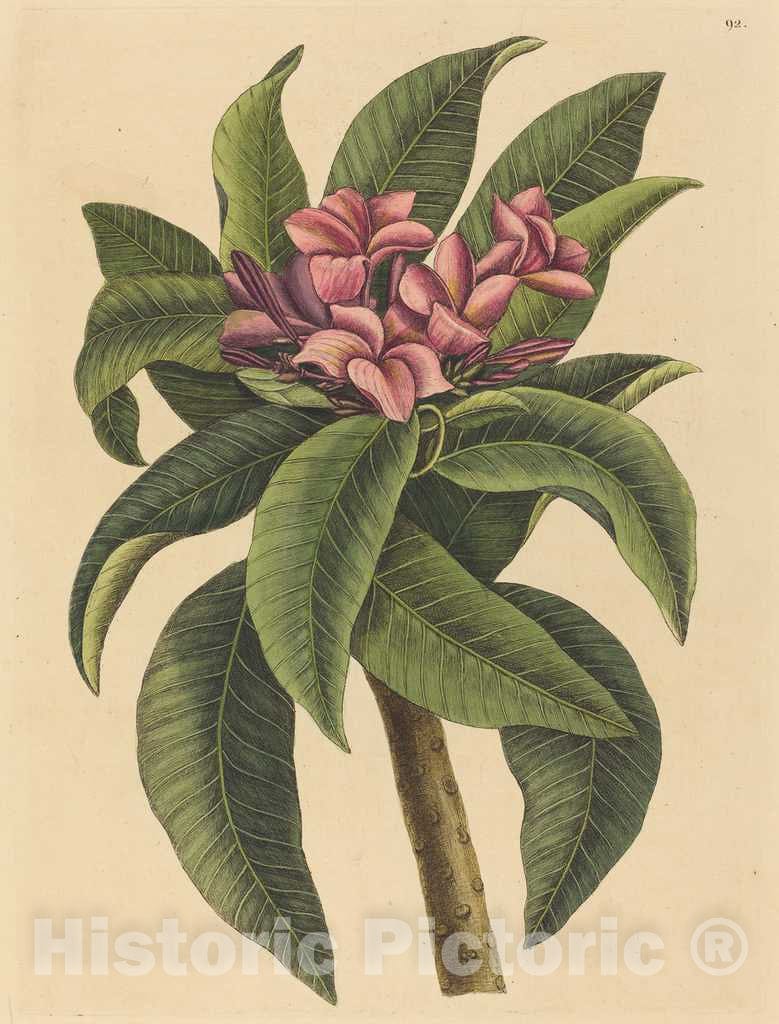 Art Print : Mark Catesby, Red Frangipanni (Plumeria rubra), 1731-1743 - Vintage Wall Art