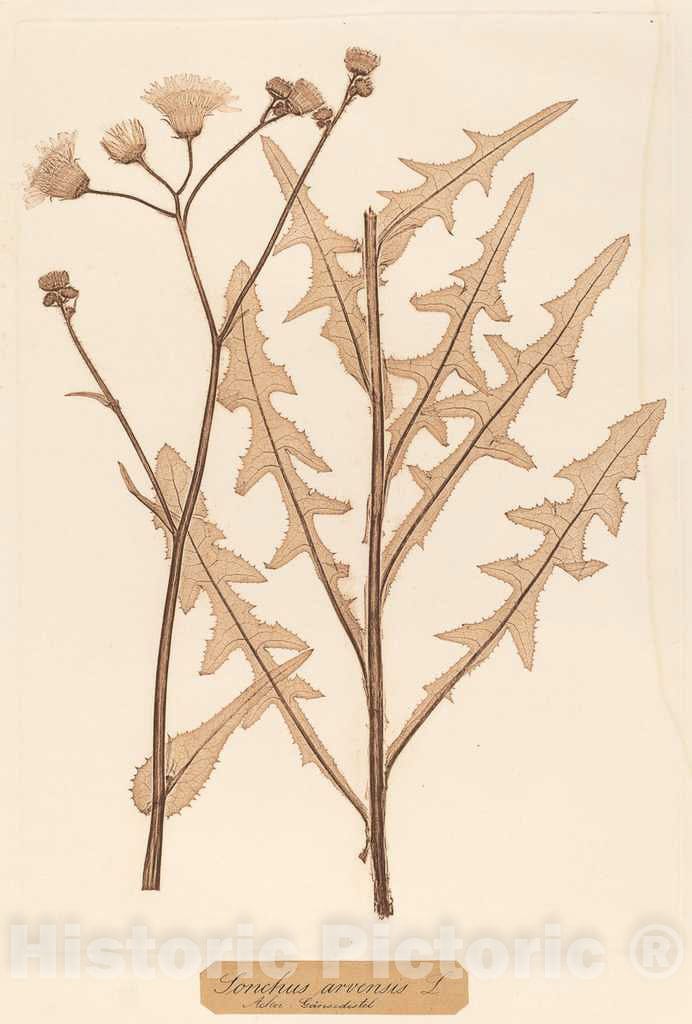 Art Print : Constetin von Ettinghausen, Sonchus arvensis, 1856 - Vintage Wall Art