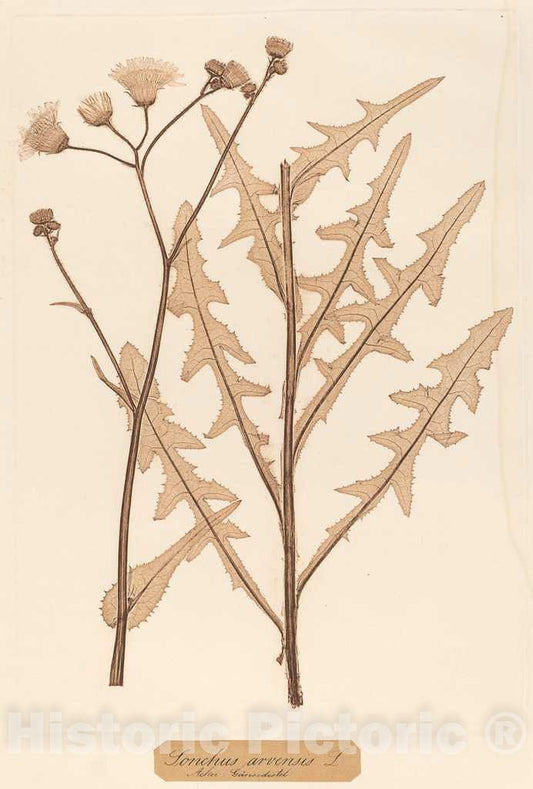 Art Print : Constetin von Ettinghausen, Sonchus arvensis, 1856 - Vintage Wall Art