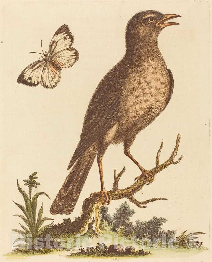 Art Print : George Edwards, Brown Bird with a Butterfly - Vintage Wall Art