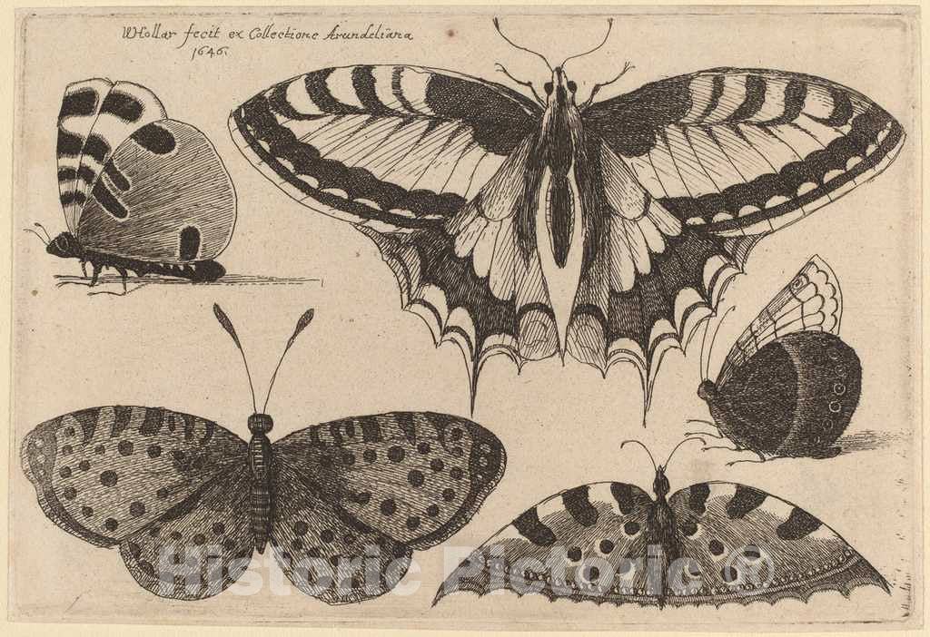 Art Print : Wenceslaus Hollar, Five Butterflies, 1646 - Vintage Wall Art