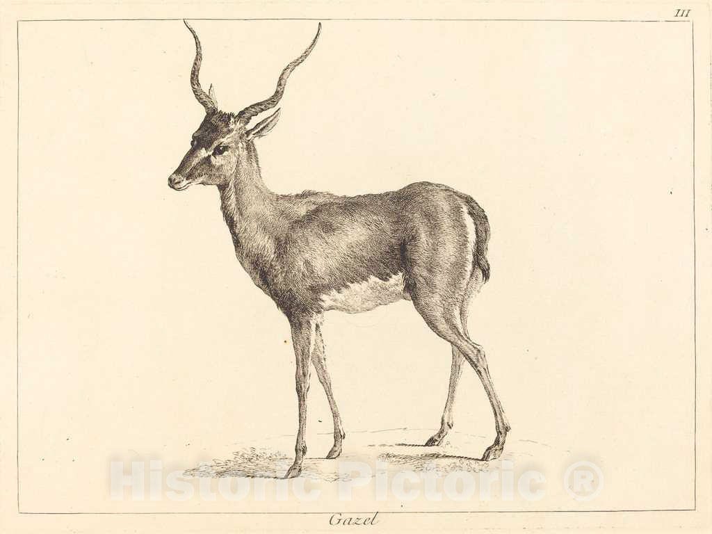 Art Print : Le Bas and Jean Eric Rehn After Oudry, Gazel (Gazelle) - Vintage Wall Art