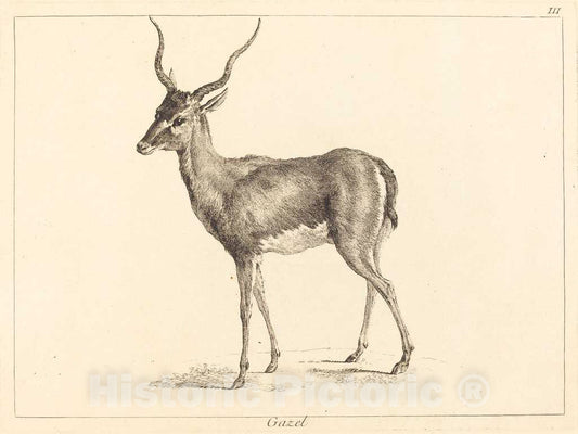 Art Print : Le Bas and Jean Eric Rehn After Oudry, Gazel (Gazelle) - Vintage Wall Art