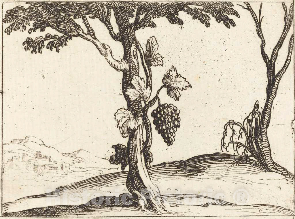 Art Print : Jacques Callot, Bunch of Grapes - Vintage Wall Art